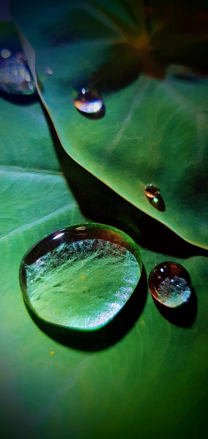 Fresh green leaf with clear water droplets